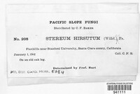 Stereum hirsutum image